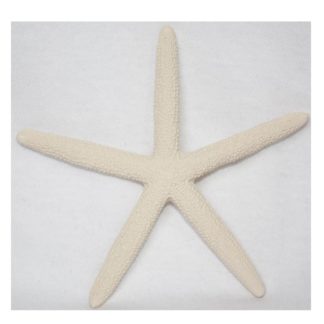 Sea Star