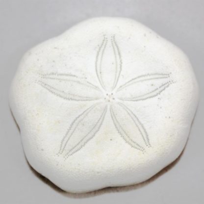 Sand Dollar