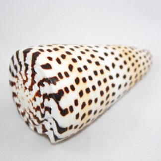 Tiger Spiral Shell