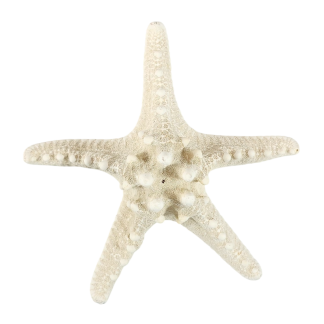 Knobby Starfish