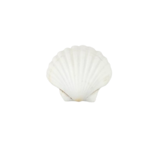Scallop Style Shell