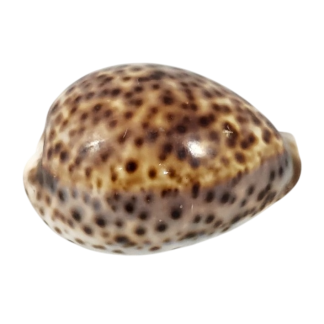 Cowrie Shell