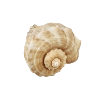 Shell
