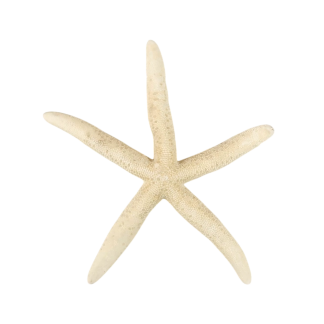 Finger Starfish Large